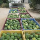 ضبط 72 صندوق بطيخ من منتجات المستوطنات في نابلس