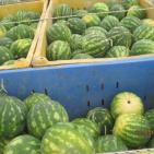 ضبط 72 صندوق بطيخ من منتجات المستوطنات في نابلس