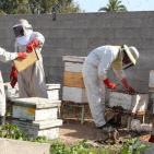 العسل الغزي يقاوم الحرب