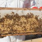 العسل الغزي يقاوم الحرب