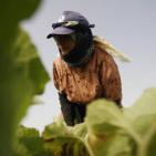 افتتاح مهرجان الفقوس في بلدة دير بلوط