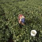 افتتاح مهرجان الفقوس في بلدة دير بلوط