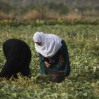 افتتاح مهرجان الفقوس في بلدة دير بلوط