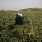 افتتاح مهرجان الفقوس في بلدة دير بلوط