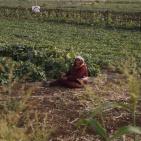 افتتاح مهرجان الفقوس في بلدة دير بلوط