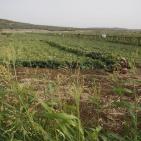 افتتاح مهرجان الفقوس في بلدة دير بلوط