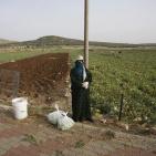 افتتاح مهرجان الفقوس في بلدة دير بلوط