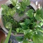 بالصور - اليكي افضل 10 نباتات لتنقية الهواء داخل المنزل