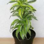 بالصور - اليكي افضل 10 نباتات لتنقية الهواء داخل المنزل