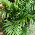 بالصور - اليكي افضل 10 نباتات لتنقية الهواء داخل المنزل