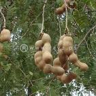 شجــــــرة التمـــــر الهنــــــدي ما أروعهـــــا يــــا أفنـــــدي