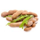 شجــــــرة التمـــــر الهنــــــدي ما أروعهـــــا يــــا أفنـــــدي