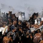 صور: للخيول قيمة كبيرة في قدسية الاحتفالات باسبانيا