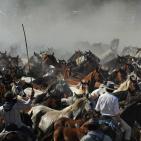 صور: للخيول قيمة كبيرة في قدسية الاحتفالات باسبانيا