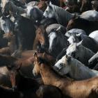 صور: للخيول قيمة كبيرة في قدسية الاحتفالات باسبانيا