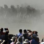 صور: للخيول قيمة كبيرة في قدسية الاحتفالات باسبانيا