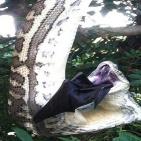 صور صادمة لثعبان يأكل خفاشا ضخما