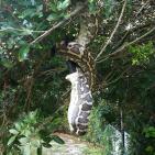 صور صادمة لثعبان يأكل خفاشا ضخما