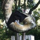 صور صادمة لثعبان يأكل خفاشا ضخما