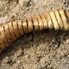 الدنمارك: العثور على 2000 حلقة ذهبية تعود لـ 900سنة ق.م