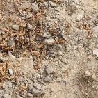 الدنمارك: العثور على 2000 حلقة ذهبية تعود لـ 900سنة ق.م