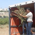 اتلاف 3 أطنان مواد مخدرة بقيمة 50 مليون شيقل في الخليل