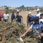 اتلاف 3 أطنان مواد مخدرة بقيمة 50 مليون شيقل في الخليل
