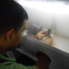 بالصور.. كيف يعامل الذهب في القانون الفلسطيني، وهل يدخل بطرق شرعية أم 