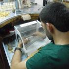 بالصور.. كيف يعامل الذهب في القانون الفلسطيني، وهل يدخل بطرق شرعية أم 