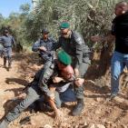 فاشية المحتل  في قمع المدافعين عن الزيتون