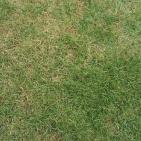 الحفل الاربعون  للصداقه بين المكسيك وفلسطين