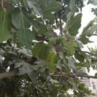 الحفل الاربعون  للصداقه بين المكسيك وفلسطين