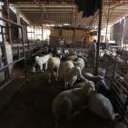 رام الله: إقبال على شراء الاضاحي مع حلول عيد الاضحى