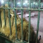 نفي خبرنفوق أحد الأسود في حديقة الحيوانات الوطنية في ‫‏قلقيلية‬،