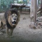 نفي خبرنفوق أحد الأسود في حديقة الحيوانات الوطنية في ‫‏قلقيلية‬،