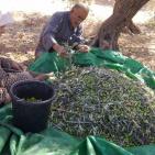 قطف  ثمار الزيتون