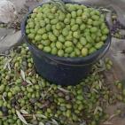 قطف  ثمار الزيتون