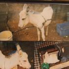 معرض فوتغرافي للأطفال بعنوان