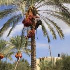 موسم جني البلح في قطاع غزة