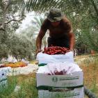 موسم جني البلح في قطاع غزة