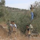 نابلس: النجاح التطوعية تُنظم نشاطاً تطوعياً بقطف الزيتون في تل