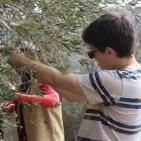 نابلس: النجاح التطوعية تُنظم نشاطاً تطوعياً بقطف الزيتون في تل