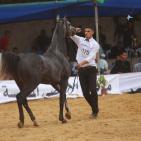 بطولة فلسطين الدولية الثالثة لجمال الخيل العربية الاصيلة في اريحا