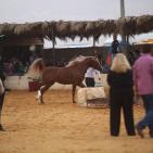 بطولة فلسطين الدولية الثالثة لجمال الخيل العربية الاصيلة في اريحا