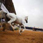 بطولة فلسطين الدولية الثالثة لجمال الخيل العربية الاصيلة في اريحا