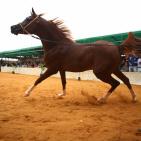 بطولة فلسطين الدولية الثالثة لجمال الخيل العربية الاصيلة في اريحا