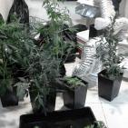 بالصور: الشرطة تضبط مستنبتا للمواد المخدرة قرب رام الله