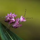 صور الطبيعة في العالم