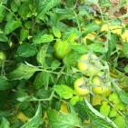 موسم الزراعه في اريحا  مع بدء الشتاء