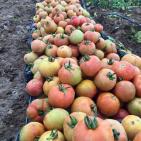 موسم الزراعه في اريحا  مع بدء الشتاء